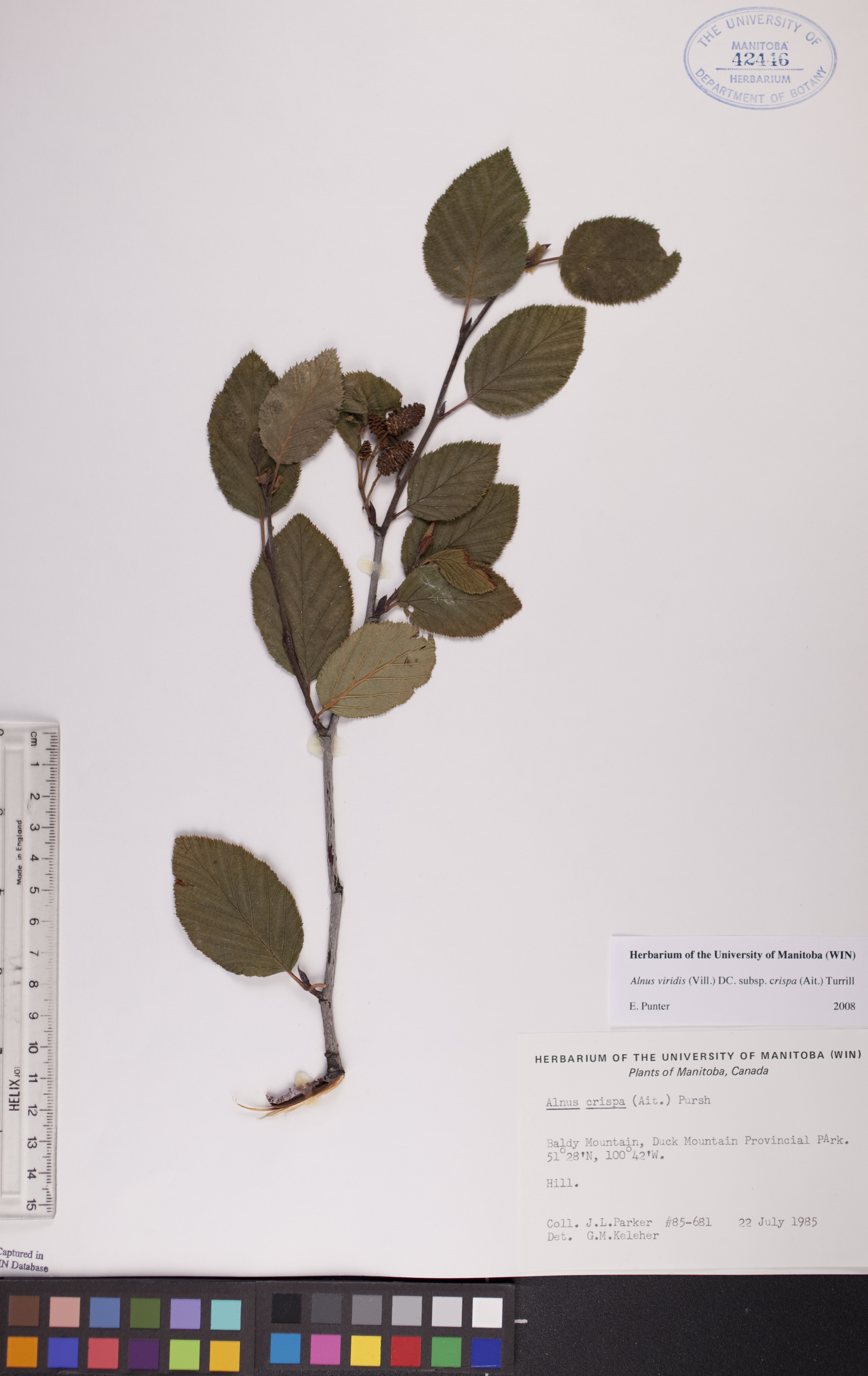 Alnus crispa subsp. crispa image